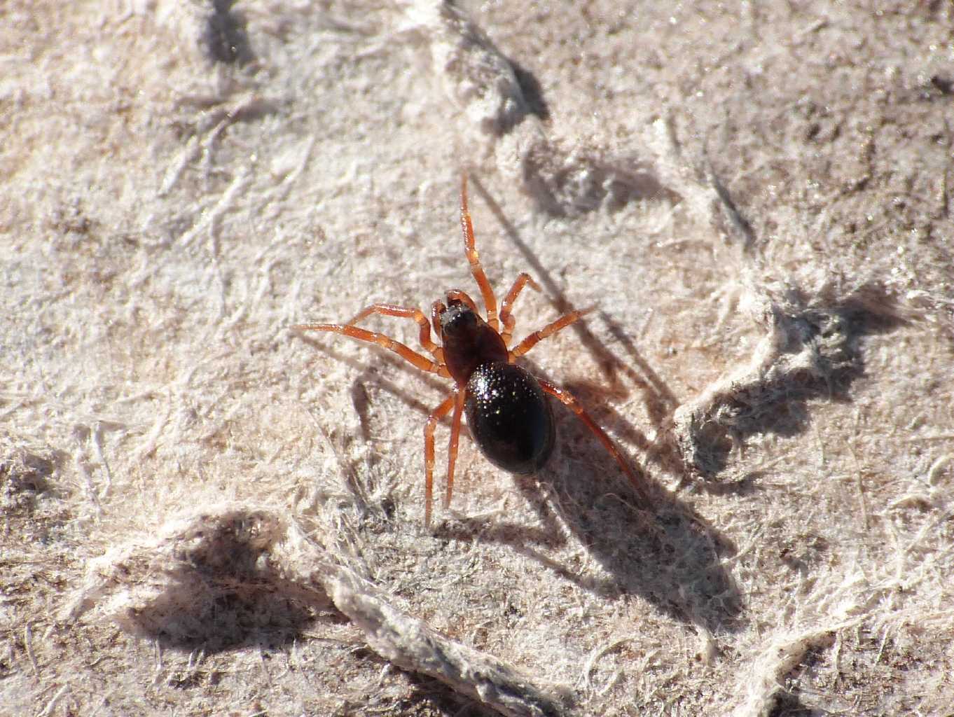 Piccolo Linyphiidae terricolo - Ostia (RM)